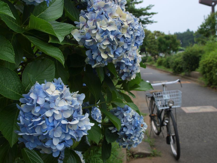 引地川沿いの紫陽花_a0114003_14365245.jpg