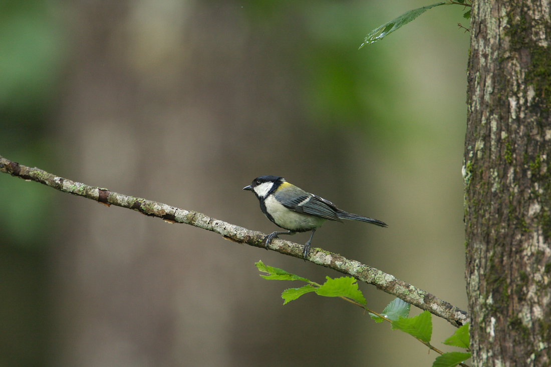 身近な鳥さん_d0078406_5393972.jpg