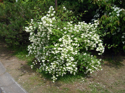ウツギいろいろ_f0160407_585760.jpg