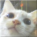 ※※藤枝市 猫虐待犯へ厳罰を求める署名のお願い※※_e0144012_11321010.jpg