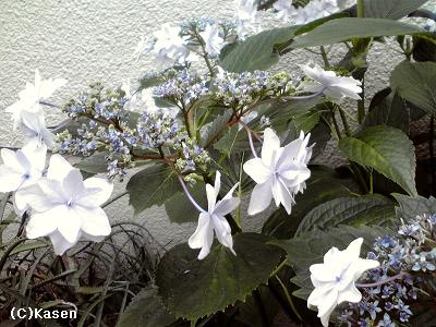 b0134016_0103439.jpg