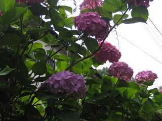 e0041217_21264571.jpg