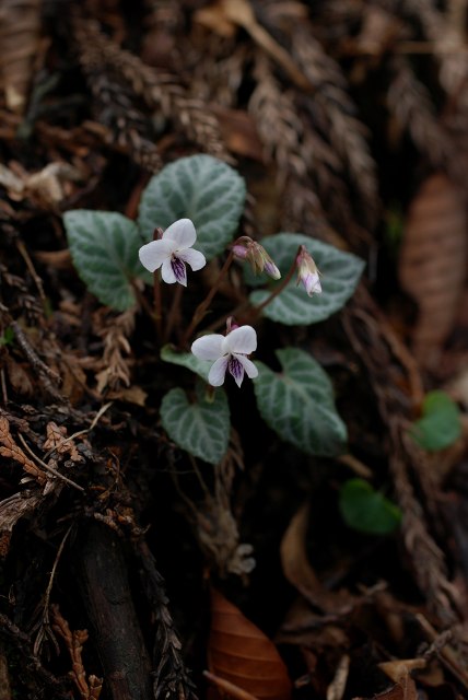 c0027027_21594061.jpg