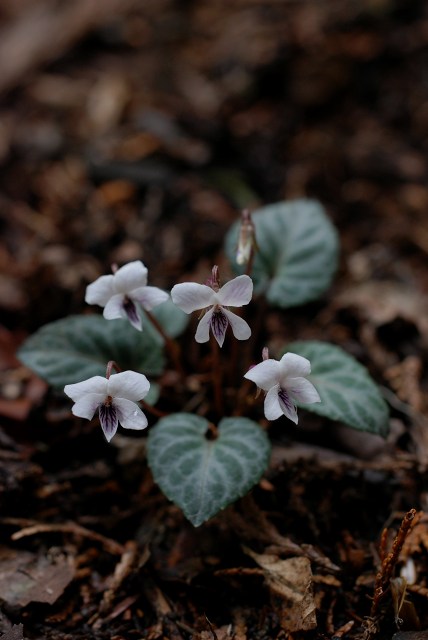 c0027027_22030100.jpg