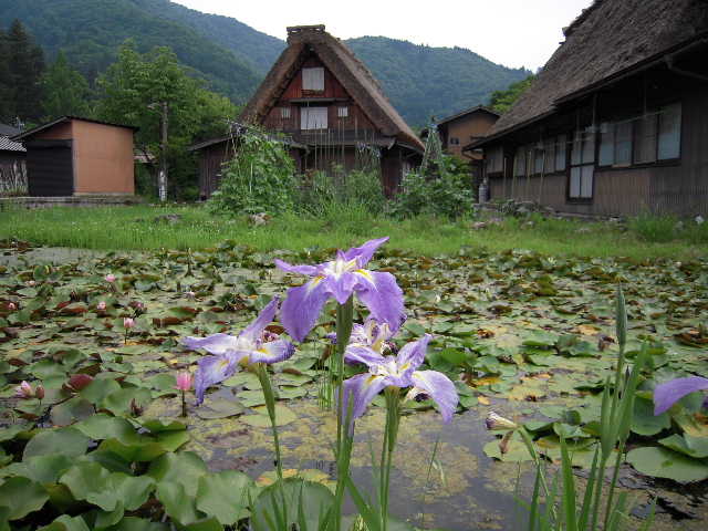 夏の白川郷_b0025633_20412965.jpg