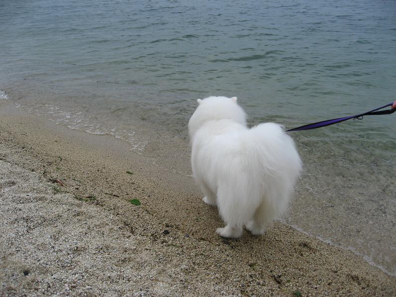 びわ湖バレイのドッグランだよ~_b0177436_23491183.jpg