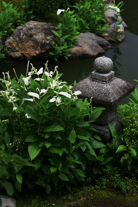 半夏生咲く庭 その2(建仁寺・両足院)_f0155048_0274537.jpg