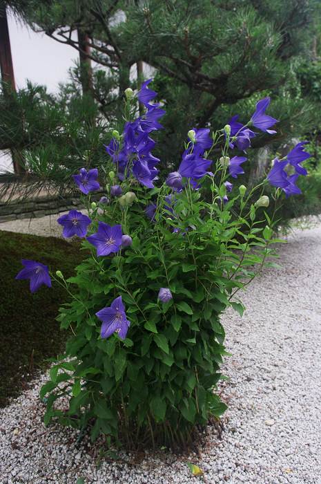 静寂の庭(東福寺塔頭)_f0155048_23143778.jpg
