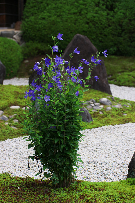 静寂の庭(東福寺塔頭)_f0155048_23212289.jpg