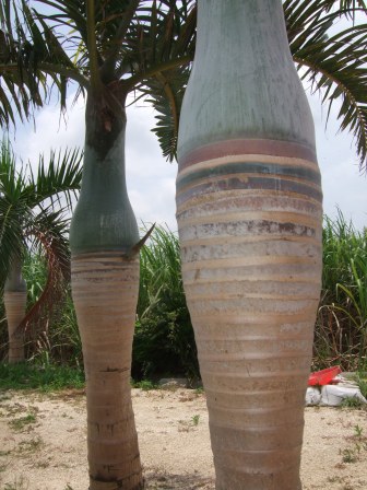 c0111557_2093750.jpg