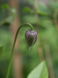 梅雨一休み　_e0105760_1372028.jpg