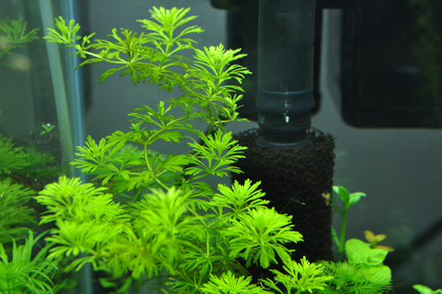 バコパspギニア Aqualiving バコパspギニア Aqualiving