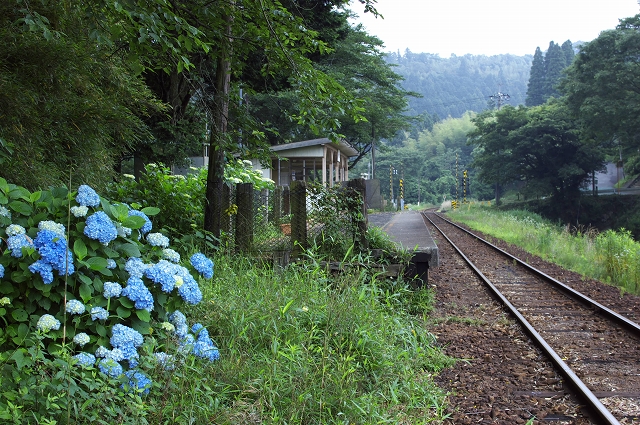 紫陽花の咲く駅　３_f0018464_17524348.jpg