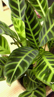 a0125667_9554966.jpg