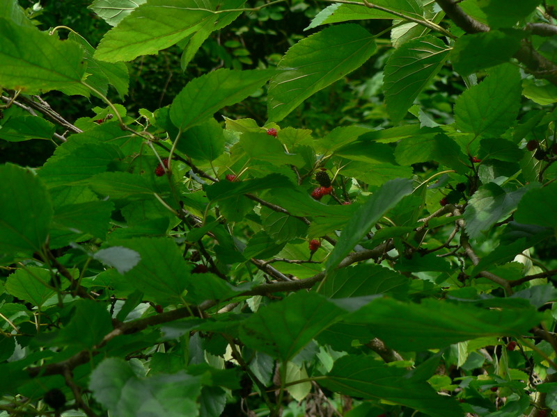 f0065568_2049466.jpg