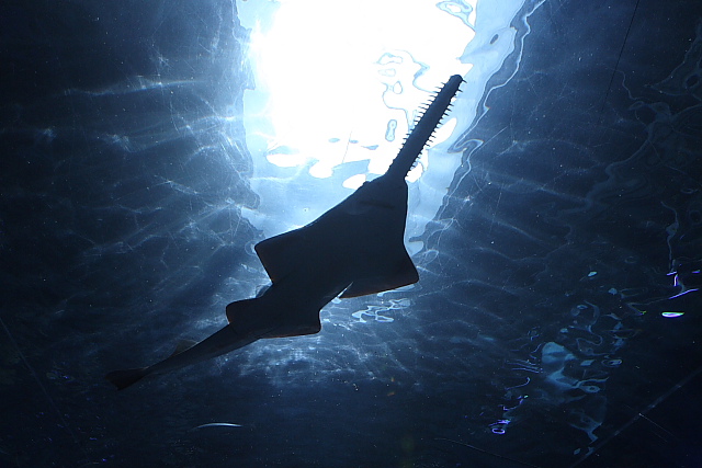 水族館_e0117969_930993.jpg