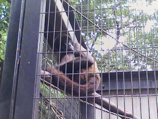 夢見ヶ崎動物公園_e0141270_21313362.jpg