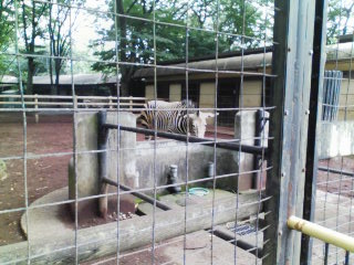 夢見ヶ崎動物公園_e0141270_21384292.jpg