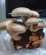 f0054373_17323449.gif