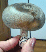 f0054373_17382556.gif