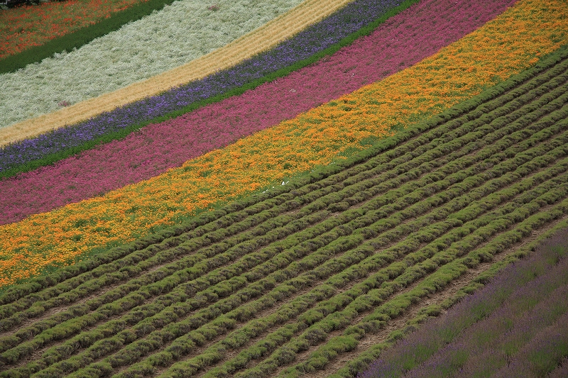 北海道　彩香の里佐々木ファーム～ファーム富田_c0196076_16392263.jpg