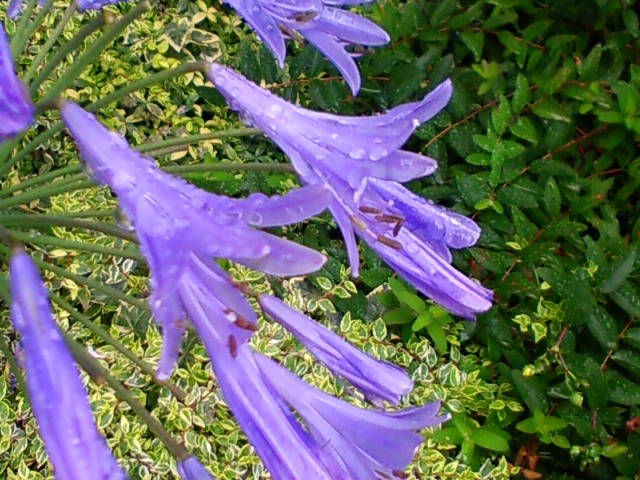 c0007384_8261610.jpg