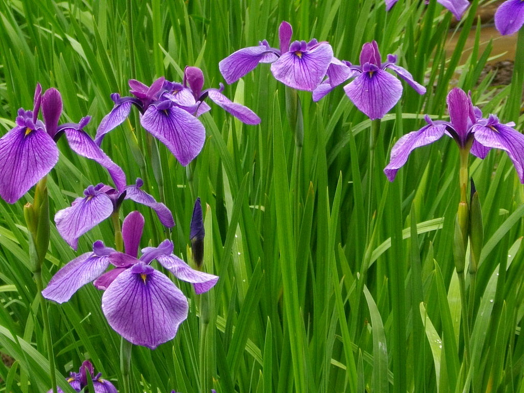 花菖蒲　見納め　吹上菖蒲公園　その２_a0078986_7434643.jpg