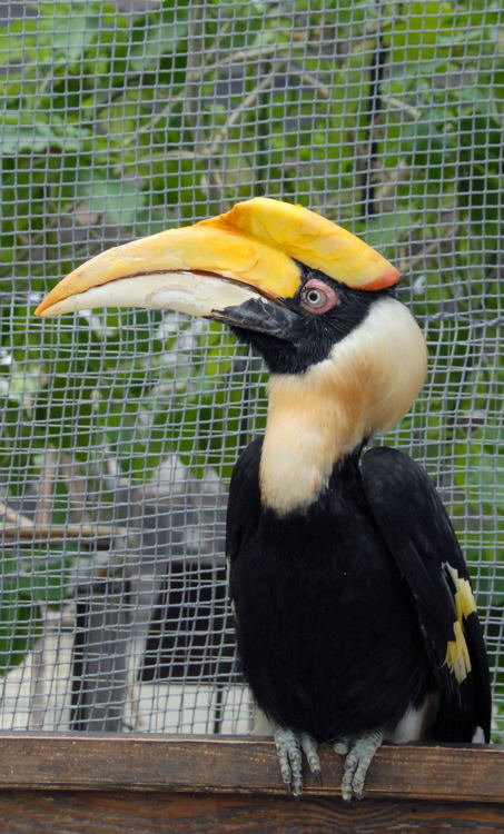 神戸花鳥園の鳥たち_e0169286_14325254.jpg