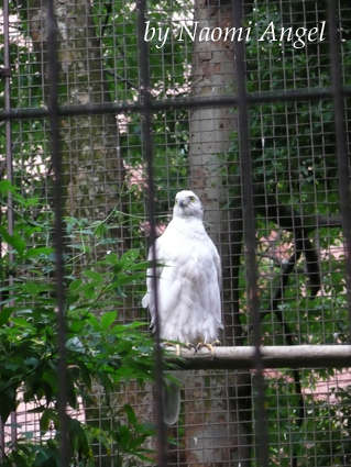 Ueno Zoo -　上野動物園に行きました。＾＾ -_f0186787_0445081.jpg