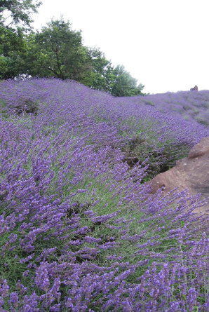 ** Lavender **_d0147488_22573234.jpg