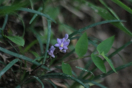 d0133693_8493373.jpg
