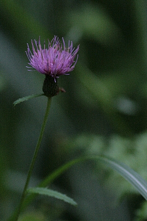 d0133693_8494417.jpg