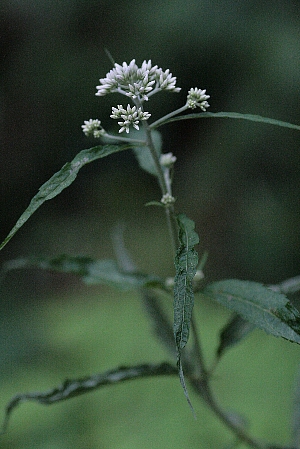 d0133693_8495615.jpg
