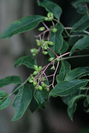 d0133693_850189.jpg