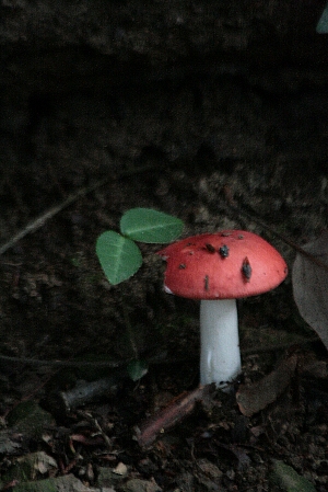 d0133693_8511728.jpg