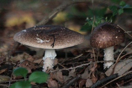 d0133693_8512385.jpg