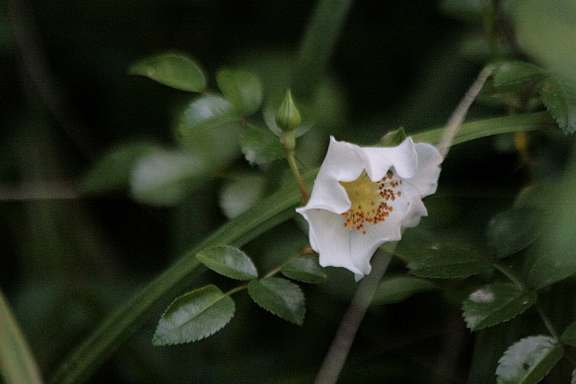 d0133693_851346.jpg