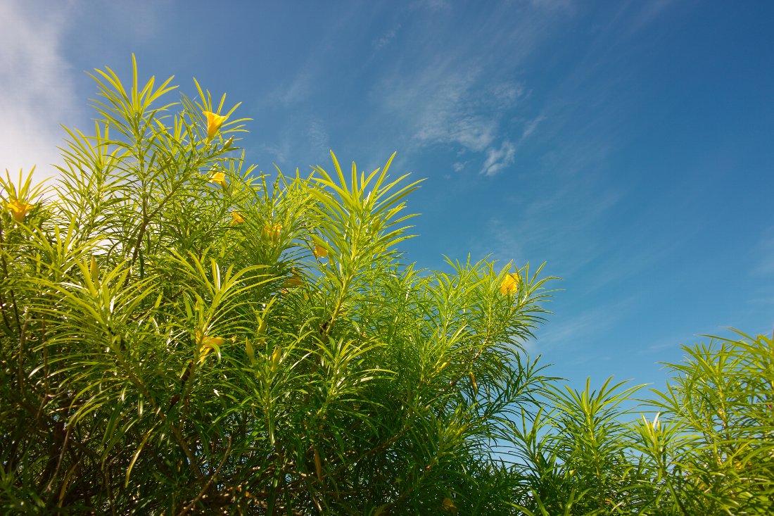 c0124795_11543042.jpg