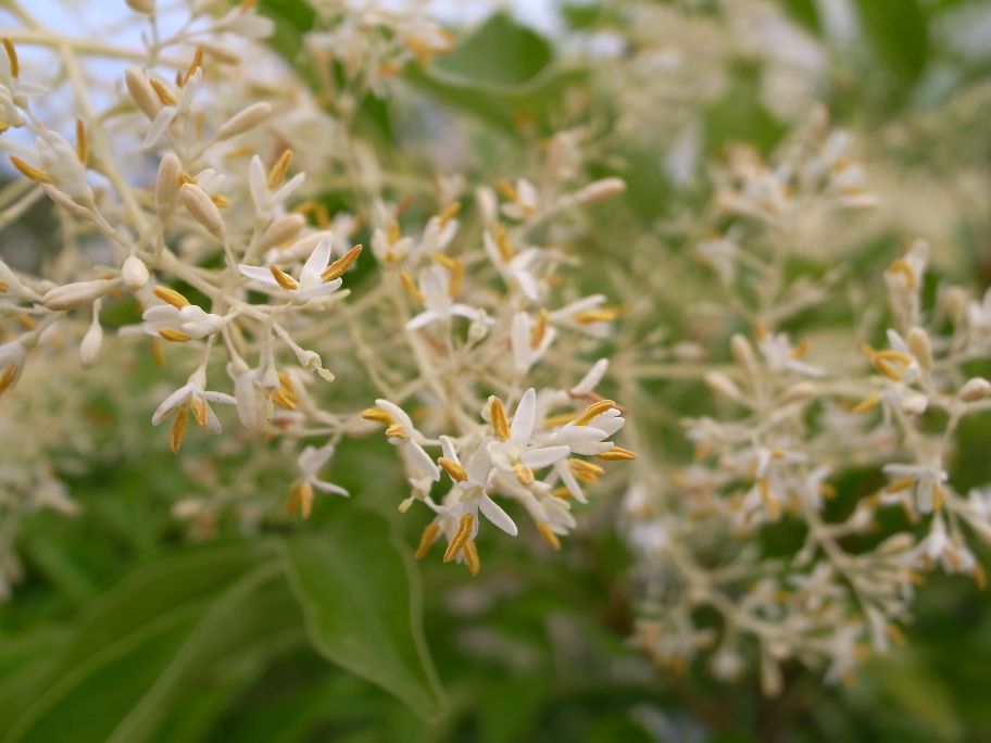 シマトネリコの花 モンスとツバメ