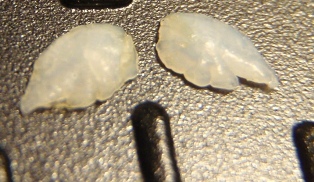 b0189200_20385874.jpg