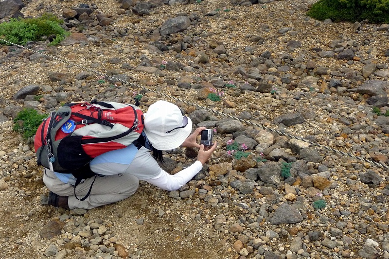 コマクサに癒されて~刈田-熊野-名号峰~_e0137200_23504713.jpg