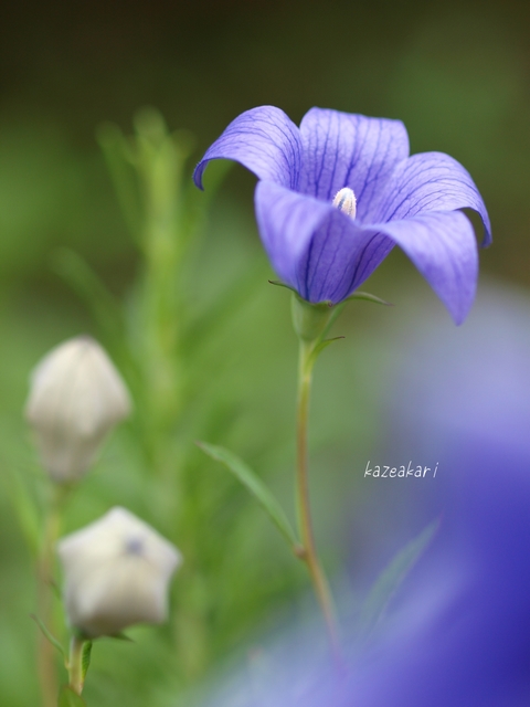 武士の花 風灯り Photo Side