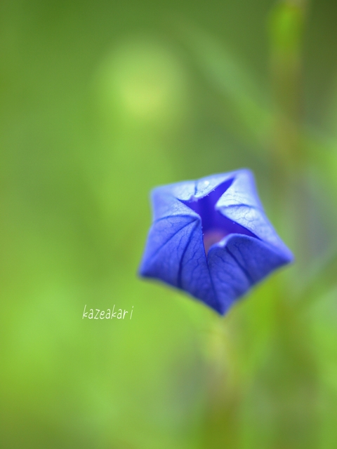 武士の花 風灯り Photo Side