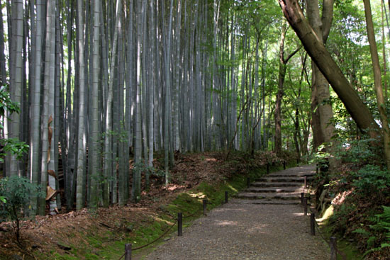 地蔵院（竹の寺）_e0048413_2194175.jpg