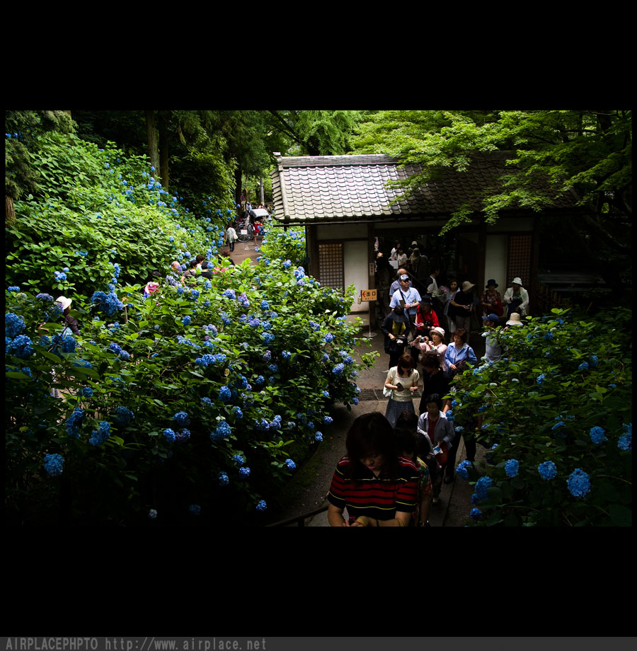 鎌倉　明月院　紫陽花の寺_f0086721_23593439.jpg