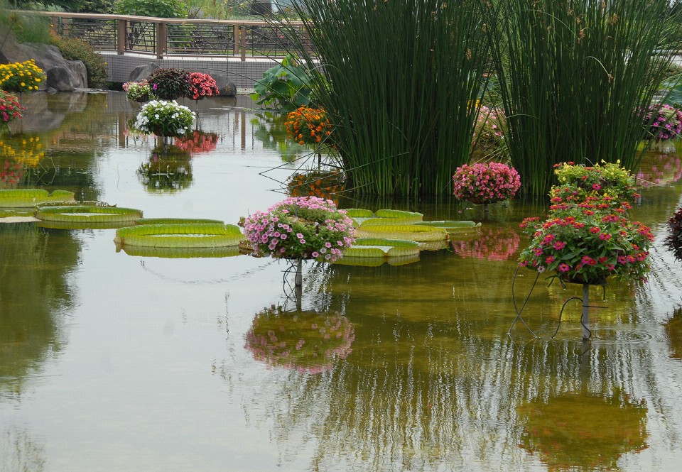 草津市立水生植物園みずの森　　２００９．７．５_d0073324_1437913.jpg