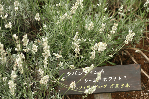 e0071225_1030591.jpg