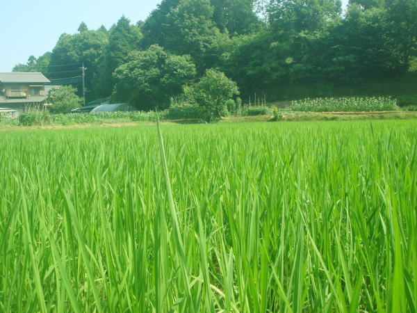 e0109336_1027849.jpg
