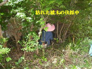 ボリュームたっぷり♪ 暑い、熱い作業です。_f0031037_19135112.jpg