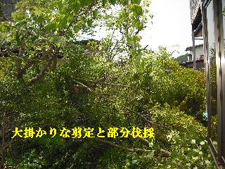 ボリュームたっぷり♪ 暑い、熱い作業です。_f0031037_19143372.jpg